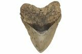 Huge, Fossil Megalodon Tooth - North Carolina #207989-1